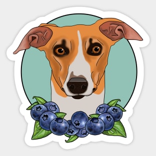 Koda the whippet Sticker